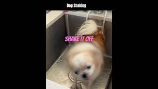 Dog Shaking Slow Motion shakeitoff chichuahua cutesdof [upl. by Etnod]