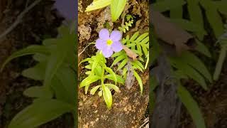 Rare Binara Flower Morning Blooming Native Ginihiriya flower plant from Sri Lanka [upl. by Enert]