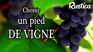 Raisin de table  quelle variété de vigne choisir [upl. by Ahsinar]