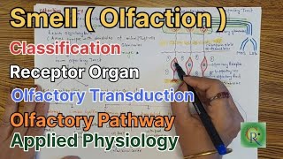 Smell l Olfaction l Anatomy and Physiology l Olfactory Pathway [upl. by Joane845]