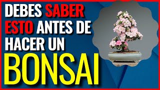 DIY Cómo hacer un Bonsai paso a paso Metodo fácil [upl. by Ainnos618]