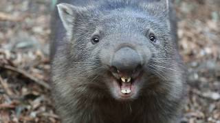 WOMBAT YELLING  The Australian Reptile Park [upl. by Haerb]