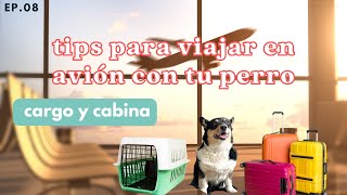 ✈️ Cómo viajar en avión con tu perro tips para antes durante y después del vuelo  cargo y cabina [upl. by Sabec]