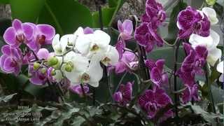 Orchids at Kew Gardens ✿ A Must See Orchid Extravaganza ✿ [upl. by Kesia857]