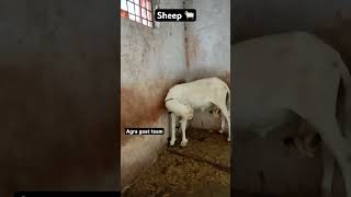 Top quality sheep 🐑 ytshorts shorts topbakra goatfarming topqualitygoat [upl. by Olnton]