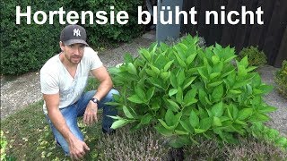 Hortensien blühen nicht Ursache Gründe warum die Hortensie nicht blüht [upl. by Berny109]