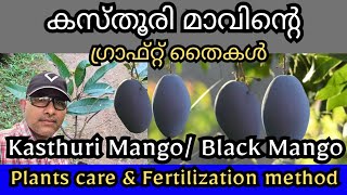 കസ്തൂരി മാവ് Kasthuri Mango Black Mango Grafted Malayalam Trends Wheel Kasthurimango mangoplant [upl. by Files234]