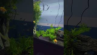 Bright Aquarium tetra snail plants clear [upl. by Eisus]