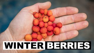 Winter Wild Edibles  Madrone Berries Arbutus menziesii [upl. by Eisoj]