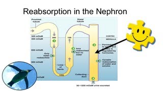 Reabsorption in the Nephron [upl. by Ylebmik]