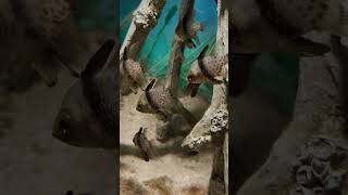 A Fish Life life aquarium socool beautiful music pop trend shark littlefish subscribe 4k [upl. by Sanfo]