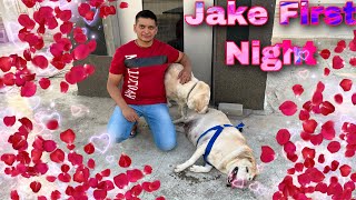 Jake First Night [upl. by Iveksarap]