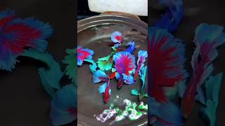 Betta Fish 4k 😱 betta fish 4kbetta fish tankbetta fish aquarium8k betta fish4k video 60fps [upl. by Aphra]