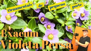 Exacum Violeta Persa ótima para vasos ou jardineiras [upl. by Zsamot]