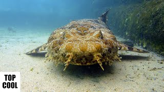 Amazing Facts About Wobbegong [upl. by Htenek]