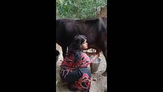 Village life odisha Live Stream heloo everyone daily work in village odisha [upl. by Armyn]