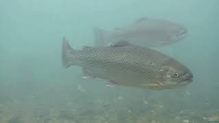 Rainbow trout underwater Oncorhynchus mykiss [upl. by Valer]