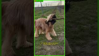 10 Facts About the Briard Dog shorts [upl. by Vivi]