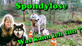 Spondylose beim Hund natürlich behandeln  Was kann ich tun  Hundephysiotherapie für zu Hause [upl. by Sargent]