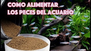 Como alimentar los peces de nuestro acuario [upl. by Erodasi]