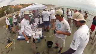 2012 Brasil Manatee Captures  Site 1 [upl. by Frederiksen]