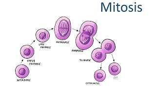 CSIRNET Mitosis cycle [upl. by Lledyr957]