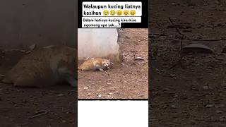 Mana udah ngintai ber jam jam pula  funnyvideo kucing [upl. by Jarv]