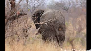 Kruger National Park  Malelane Gate to Mopani Rest Camp [upl. by Attennyl]