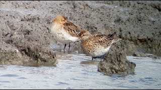 Sharptailed Sandpiper  Calidris acuminata  Siberische strandloper  Camperduin  792015 [upl. by Ahseat631]