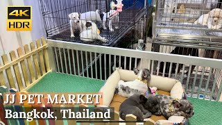 BANGKOK Chatuchak Weekend Market Pet Zone quotBiggest Pet Market In Bangkokquot  Thailand 4K HDR [upl. by Letsirc691]