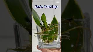 How To Easily Propagate Snake Plant In Water  Tiny Pup Growing In Water [upl. by Reinnej]