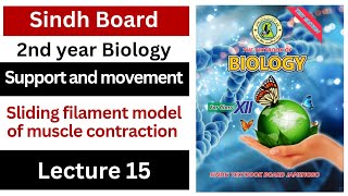 muscle contraction  sliding filament model of muscle contraction  support and movement class 12 [upl. by Rosenbaum]