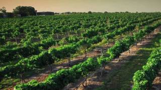 GO TEXAN WineCast  Bluebonnet Wine Trail [upl. by Cusick138]