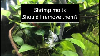 Should I remove shrimp molt from Nano Tank [upl. by Myca]