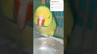 Best talking parrot😍🦜shorts new parrotsinging parrot talkingparrot trending [upl. by Ardnaiek]