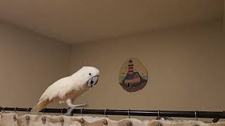 Cockatoo Dramatic Conversation 🙄 [upl. by Leonore]