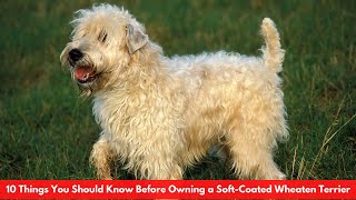 10 Things You Should Know Before Owning a SoftCoated Wheaten Terrier [upl. by Nomar858]