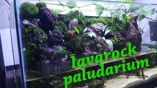 My first mini paludarium [upl. by Montana]