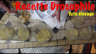 Tuto Recette et Élevage de drosophiles  Souche Drosophile [upl. by Cynthia999]