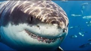 The Predatory Behavior of the Great White Shark 720p [upl. by Yenttirb]