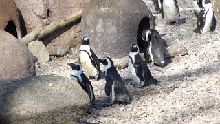 Wrocławskie ZOO i Fundacja DODO na ratunek pingwinom [upl. by Hafirahs]