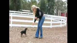 Miniature Pinscher Adoption [upl. by Ettenay]