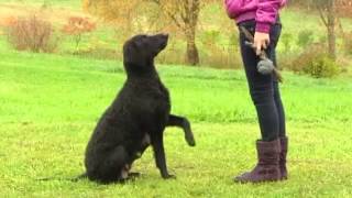 Curly coated retriever puppies in LV television  Ķepa uz sirds [upl. by Ailehs199]