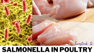 Salmonella In Poultry Symptoms Treatment Prevention [upl. by Aletsirc]