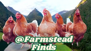 Poultry Farm Modern Chicken Farming Technology [upl. by Llenwahs]