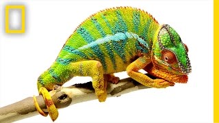 Beautiful Footage Chameleons Are Amazing  National Geographic [upl. by Suirrad90]