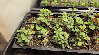 Monarda fistulosa Bee Balm growing at 4 weeks from seed [upl. by Alikahs]