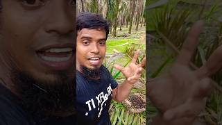 What do we do wrong when harvesting palm fruitviralshortfishingpalmgardenmalaysiafarmingpalm [upl. by Nibas]