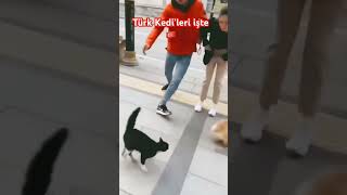 🐱🇹🇷🐱 shortsvideo 😂 [upl. by Ahsiekat]