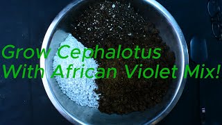 How to Prepare the Perfect Cephalotus Potting Mix with Organic African Violet Mix [upl. by Niret]